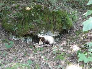 IMG-20190619-WA0010