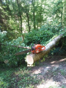 IMG-20220610-WA0009